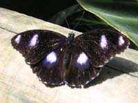 tina